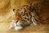 Sumatran Tiger - Jae Jae (London Zoo)