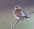 Fieldfare