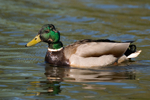 Mallard