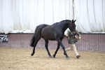 SBM_5793_Class 3 - BSHA In Hand Show Hunter-Racehorse