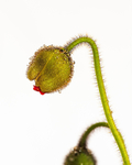 Iceland Poppy3