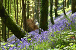 Bluebells near Looe in Cornwall