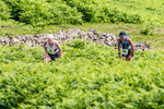 Wasdale-17