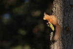 Red Squirrel  - Sciurus vulgaris