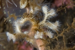 Exidmonea atlantica