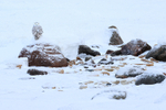 Snowy Owl portfolio