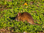 Brown Rat