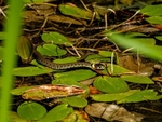 Grass Snake
