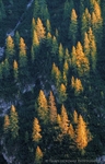 Larch Glow