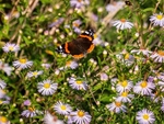 Red Admiral