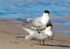 Breeding Pair 5