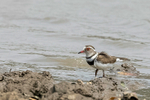 Three-banded Plover