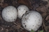 Puffballs sp