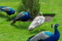 Ostentation of Peacocks - DSC_7851