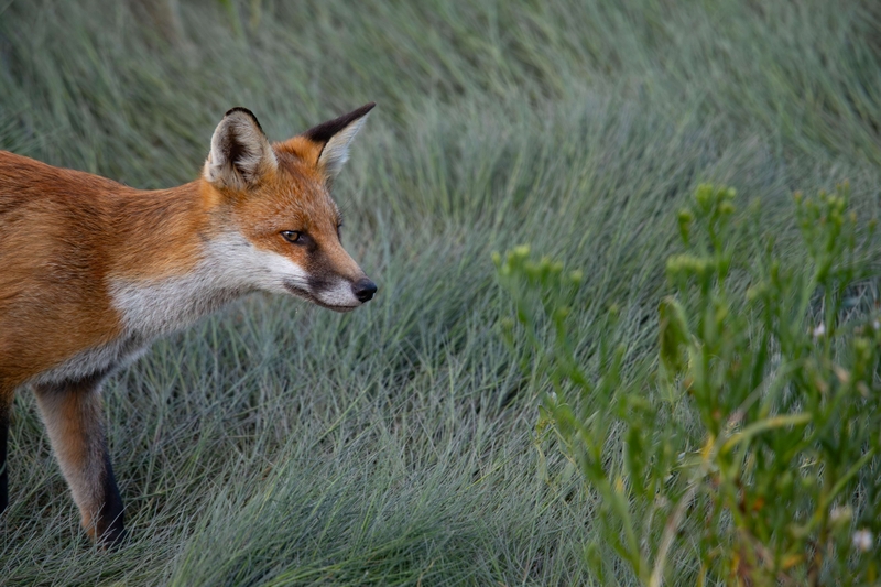 Red Fox - Dee Estuary - North Wales