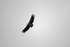Griffon Vulture