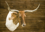 Longhorn