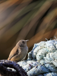Cobb's Wren on old rope, Carcass Island, Falklands