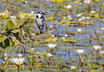 Pied Kingfisher