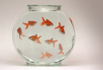 Assignment 3 - The Goldfish