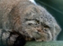 266 PALLAS CAT