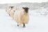 I'll Follow Ewe