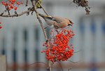 Waxwing