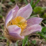 Spring pasque flower (Pulsatilla vernalis)