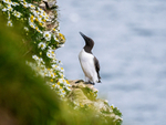 Common Guillemot
