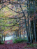Autumn Colours