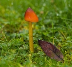 Blackening Waxcap (Witches Hat)