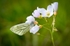 Green-Veined_White_Butterfly