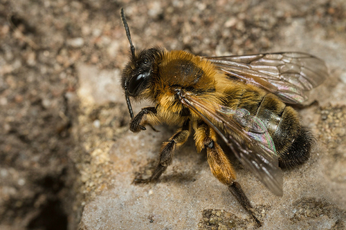 Newly-emerged [i]Andrena nigroaenea[/i] female . Staffordshire, April 2015.