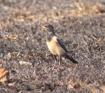 Rosy Starling