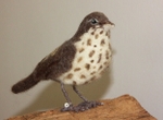 Thrush