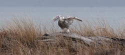 Snowy Owls portfolio