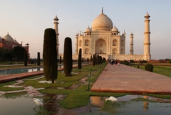 The Taj Mahal  & herons