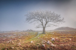 z3719 Umbrella Tree in the Mist, Ventnor Down