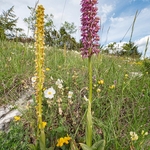Man and Monkey Orchid Hybrid. Orchis x bergonii = Orchis anthropophorum x Orchis.simia.