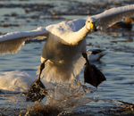 WHOOPER SWAN
