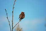 Waxwing