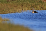 Red-throated Diver swimming on pond, Floi, Iceland