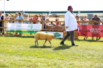 SBM_08415
