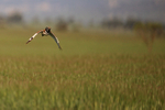 Little Bustard flying over field, Montgai, Catalonia, Spain