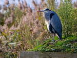 Grey Heron