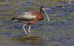 Glossy Ibis