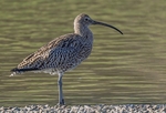 3.Curlew