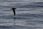 CORY'S SHEARWATER, MADEIRA (PORTUGAL) portfolio