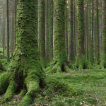 Enchanted Forest ,Ireland