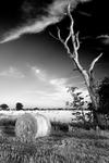 Harvest Bales - Suffolk